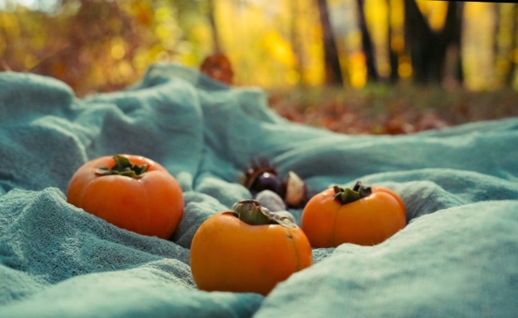 Экзотика в саду: как дерево из испанского супермаркета прижилось на русской земле Экзотика в саду: как дерево из испанского супермаркета прижилось на русской земле