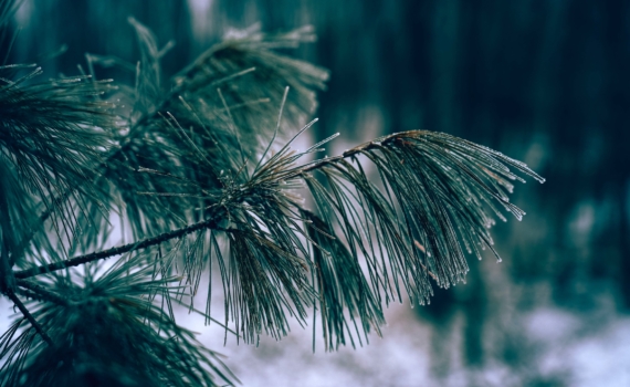 5 декабря 2025 отмечаем праздники в честь добровольцев, барменов, именинников и не только 5 декабря 2025 отмечаем праздники в честь добровольцев, барменов, именинников и не только