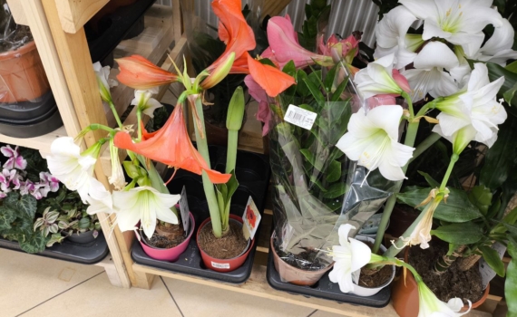 Обильное цветение без нитратов: как работает полезная добавка и стоит ли ее пробовать Обильное цветение без нитратов: как работает полезная добавка и стоит ли ее пробовать