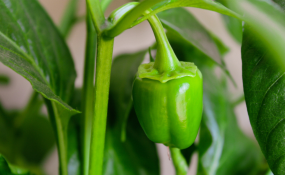 Рассада перца подаёт сигналы: семь тревожных признаков, которые нельзя игнорировать Рассада перца подаёт сигналы: семь тревожных признаков, которые нельзя игнорировать