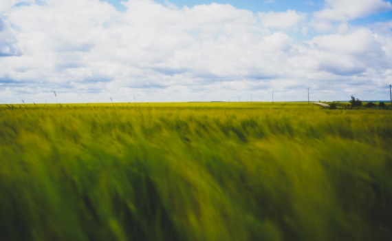 Продовольственный кризис коснется азиатских, арабских и европейских стран, заявил эксперт Продовольственный кризис коснется азиатских, арабских и европейских стран, заявил эксперт